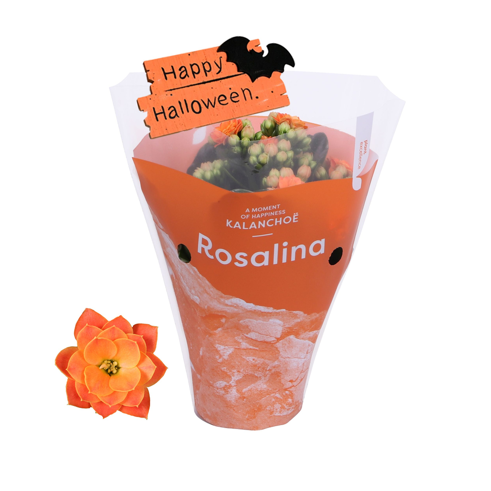 Kalanchoe Rosalina 07cm Don Pedro, TST met hallowe.