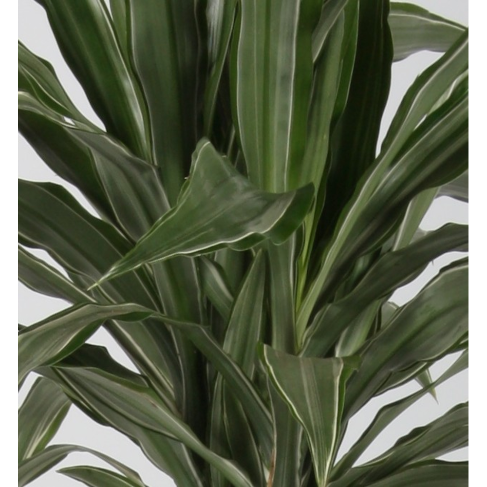 Dracaena warneckei 30-10 70.