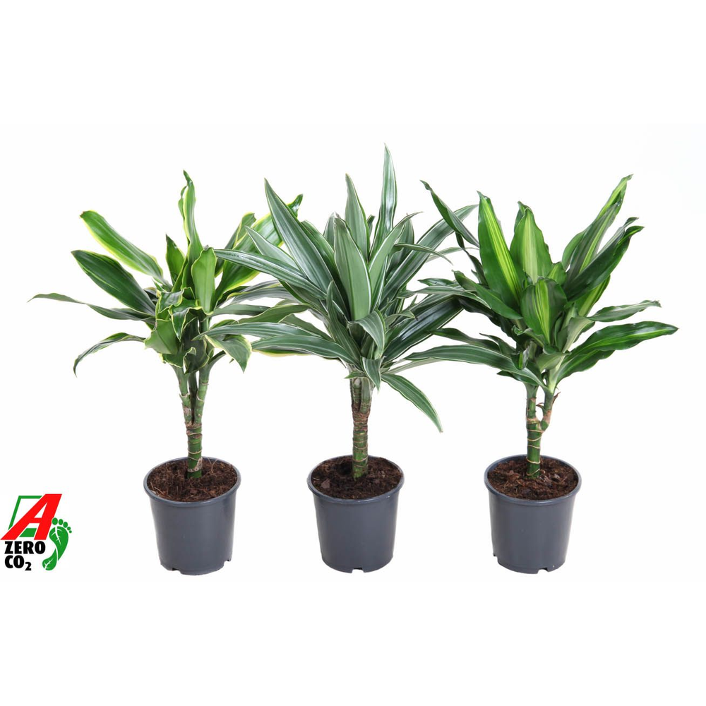 Dracaena mix stam 15cm P13.