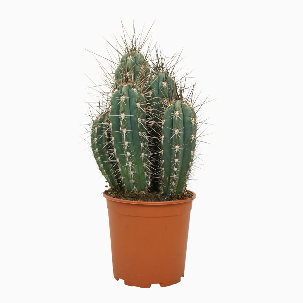 Stetsonia coryne 21 cm.
