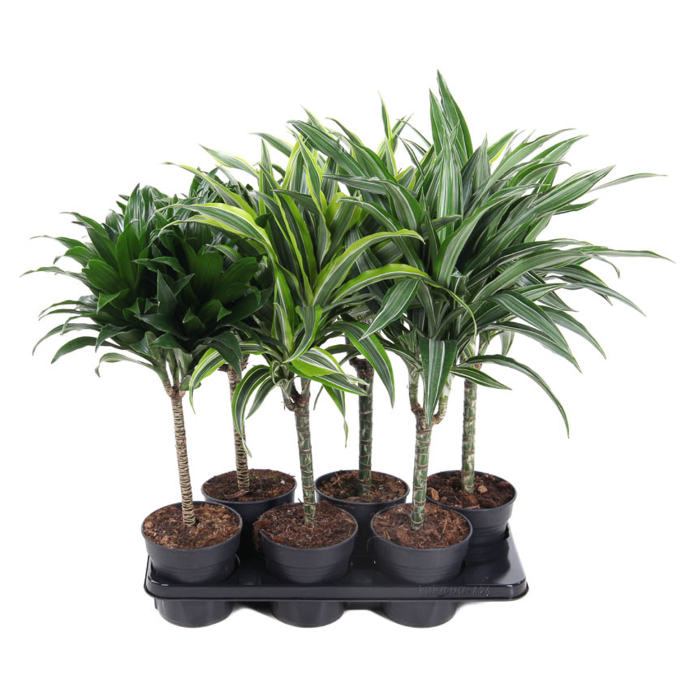 Mix Dracaena stam 30cm P15.