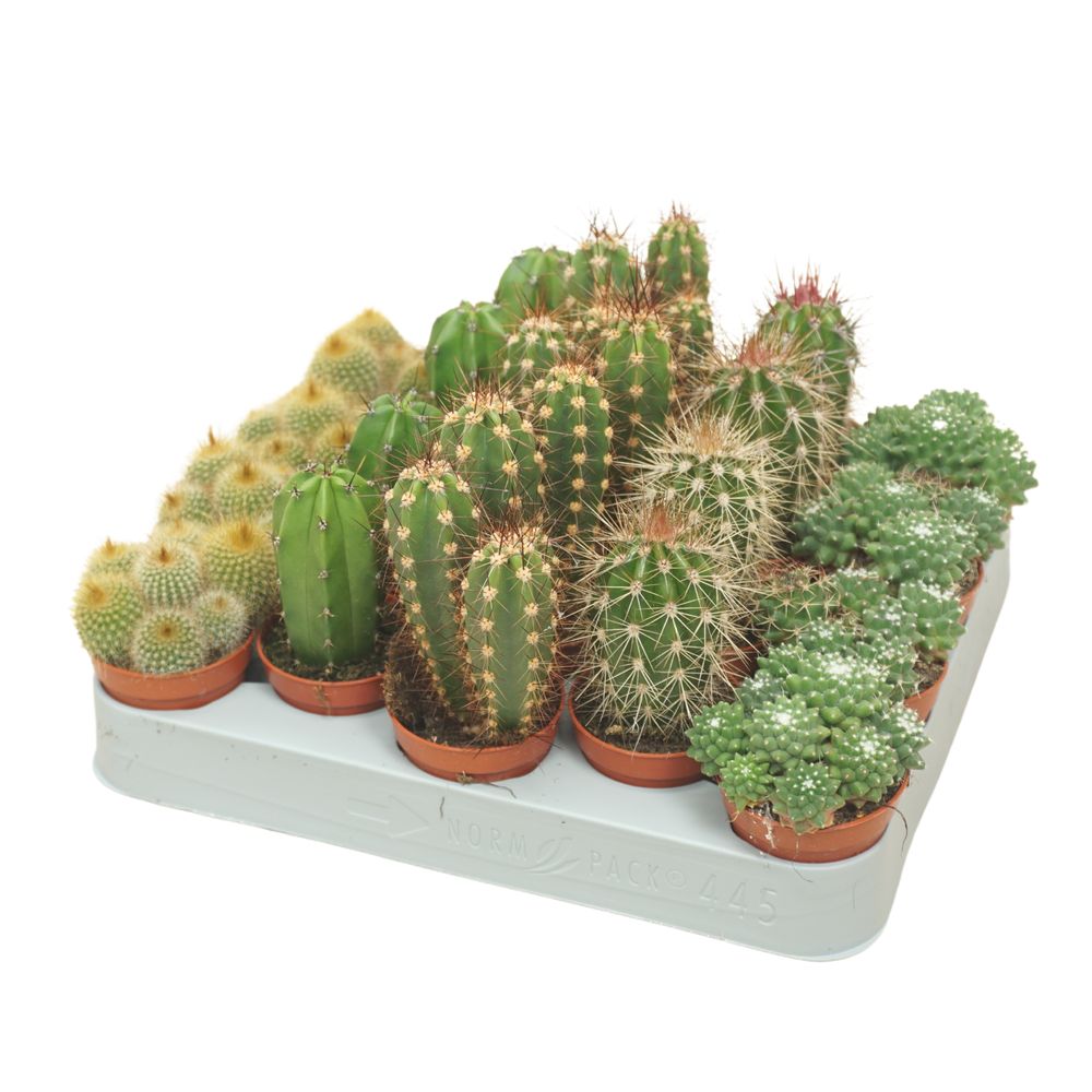 Pd mix Cactus 5,5 cm.