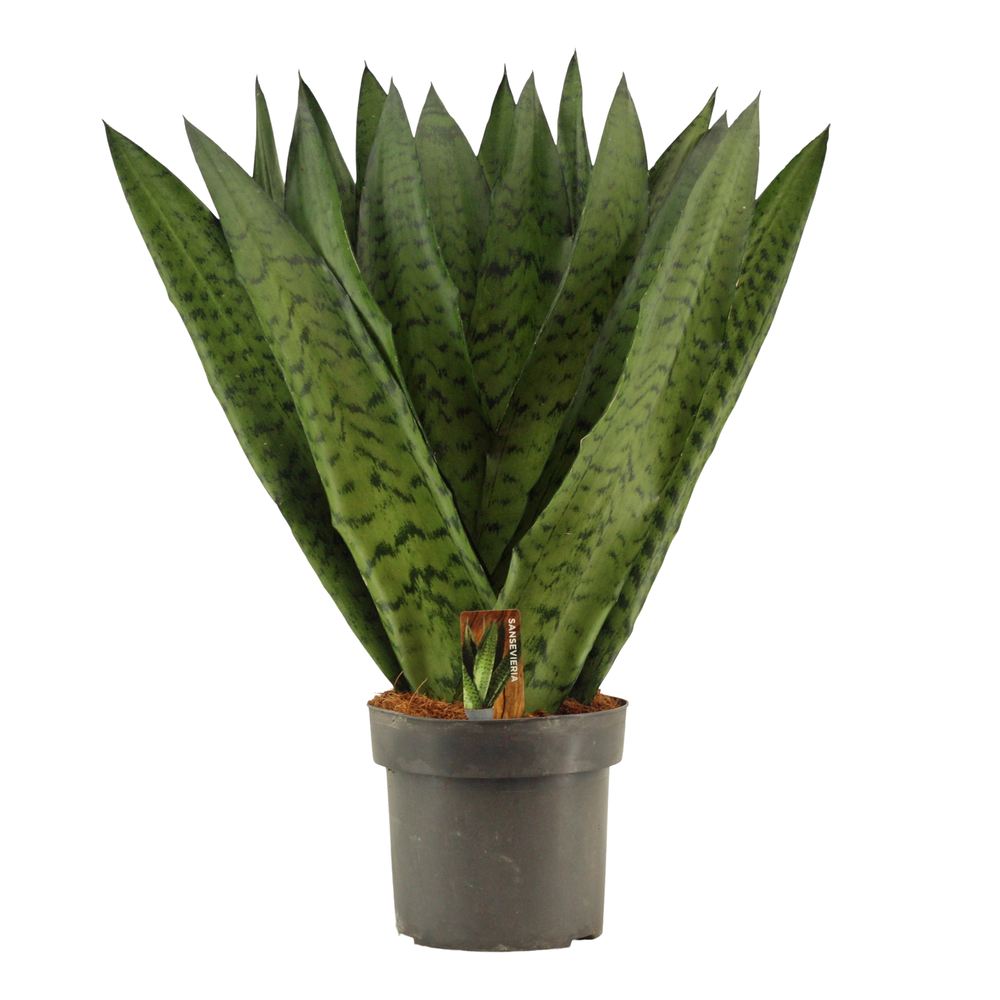 Sansevieria Zeylanica Fan 17 cm.