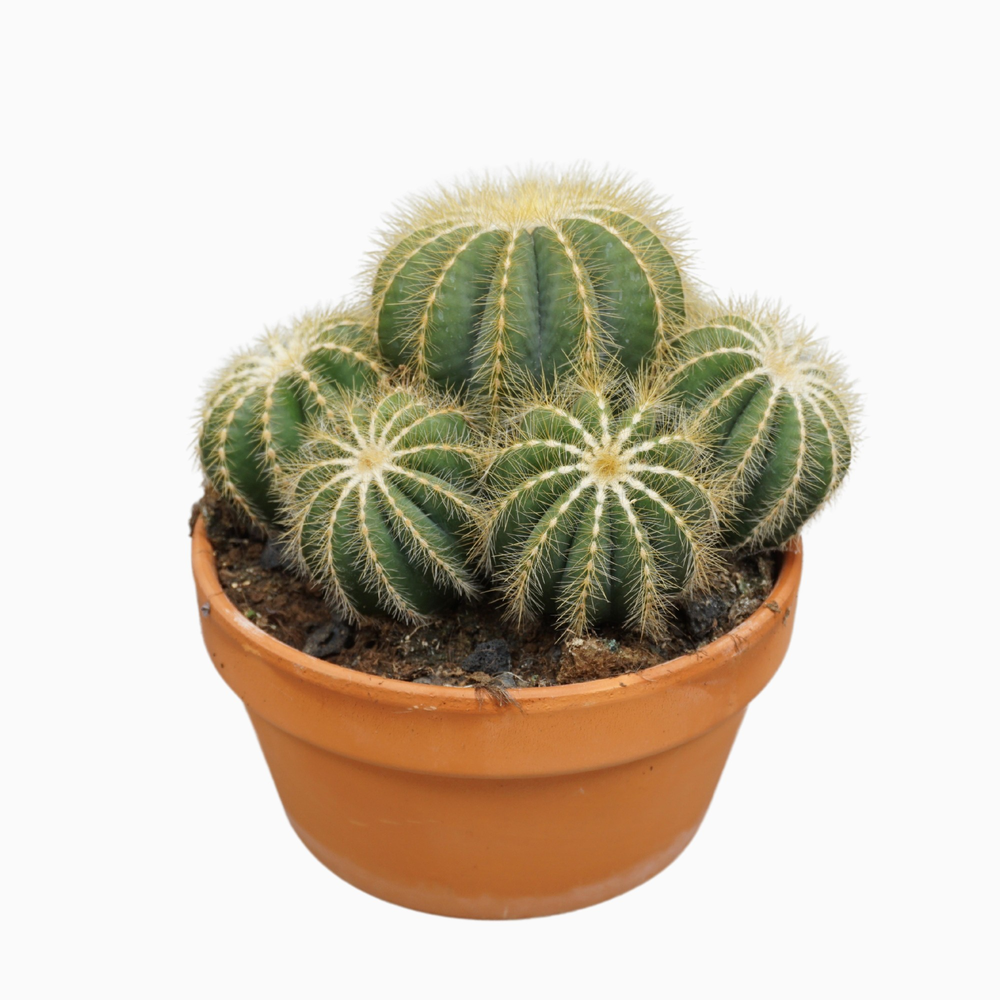 Notocactus magnificus 20 cm.