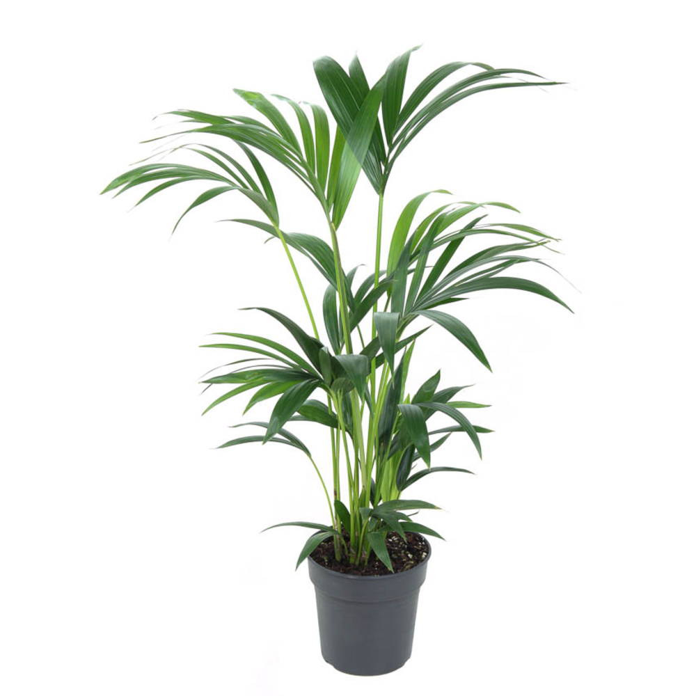 Howea Forsteriana(kentia) P19-80.