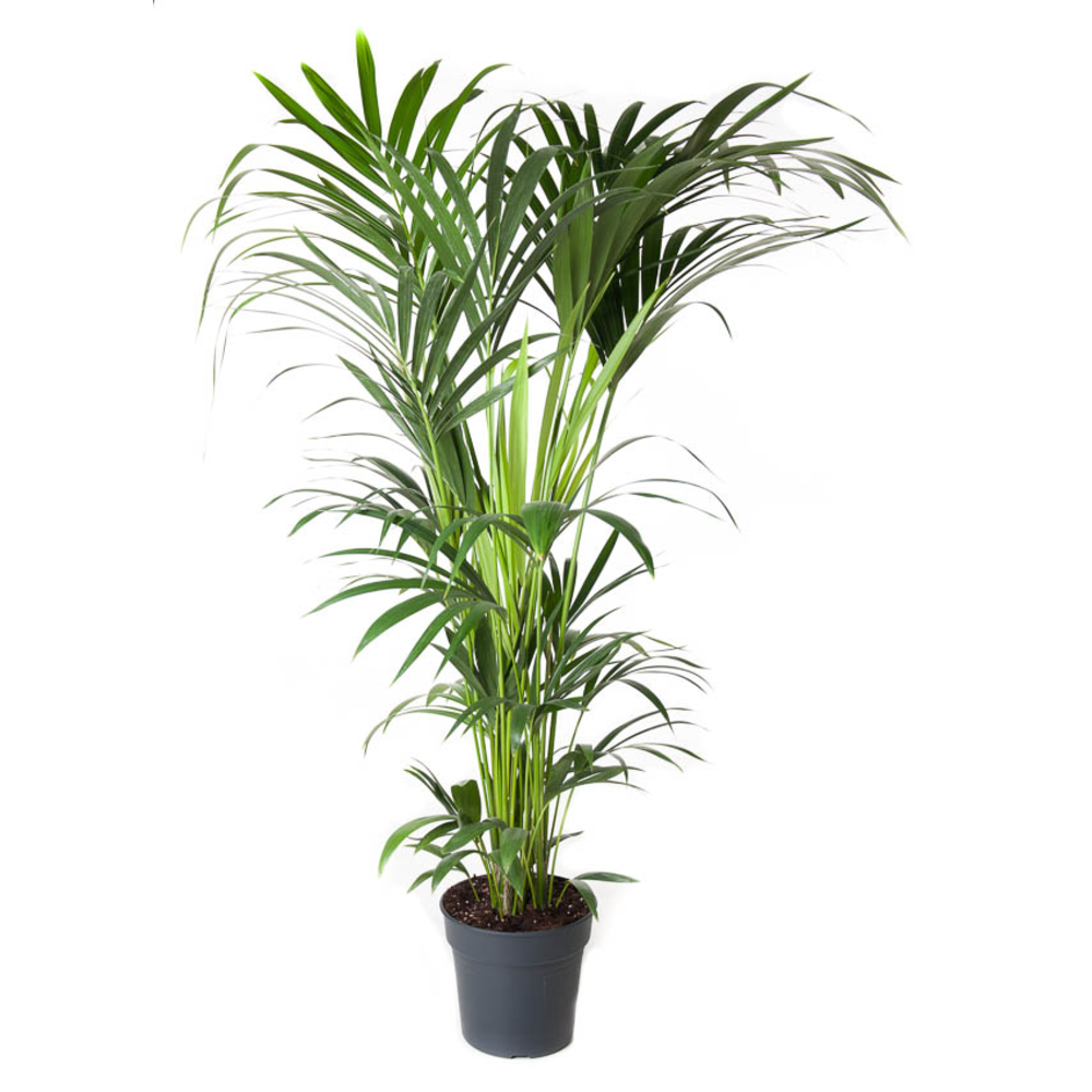 Howea Forsteriana(kentia) P27-140.