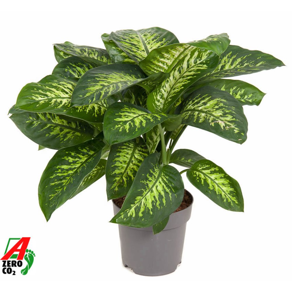 Dieffenbachia Reeva P24.