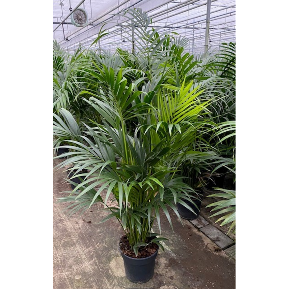 Howea Forsteriana(kentia) P27-160.