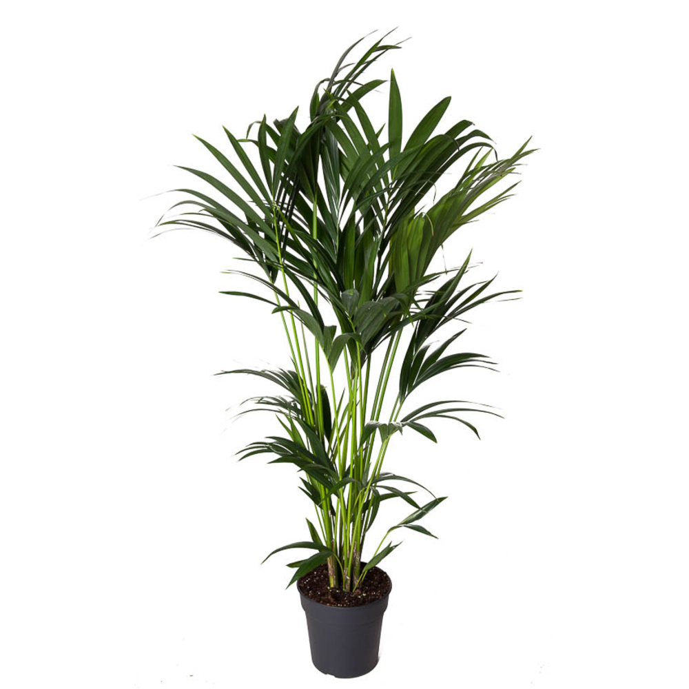 Howea Forsteriana(kentia) P24-130.