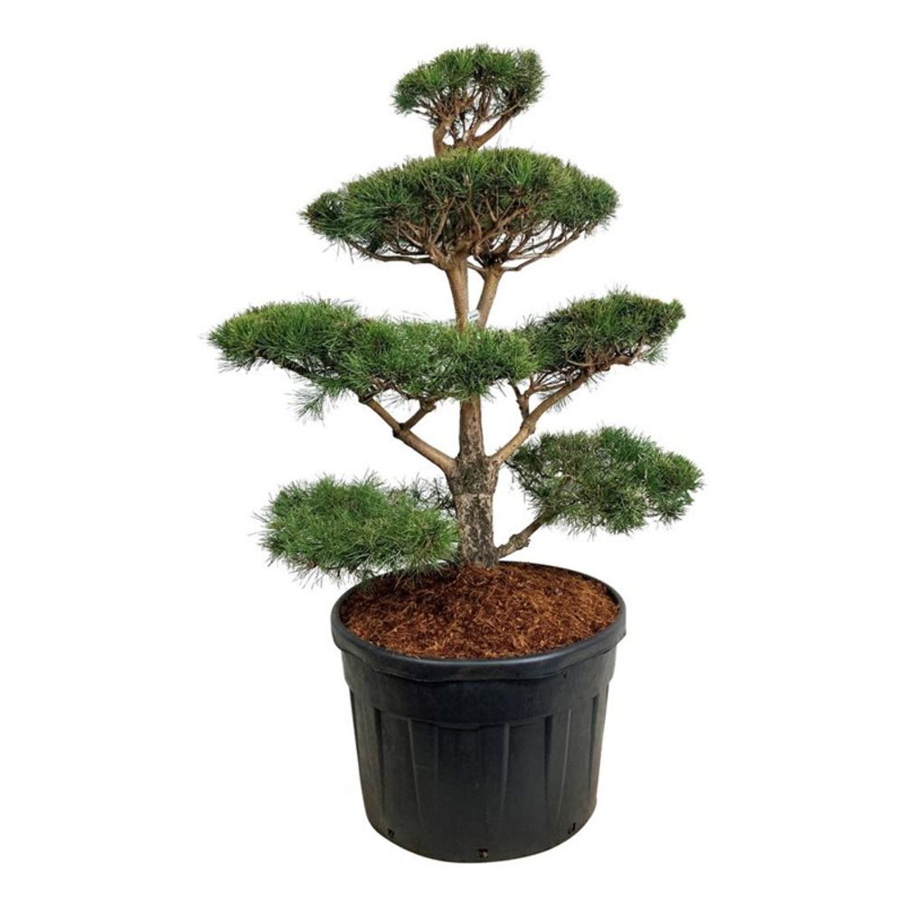 Pinus sylvestris.