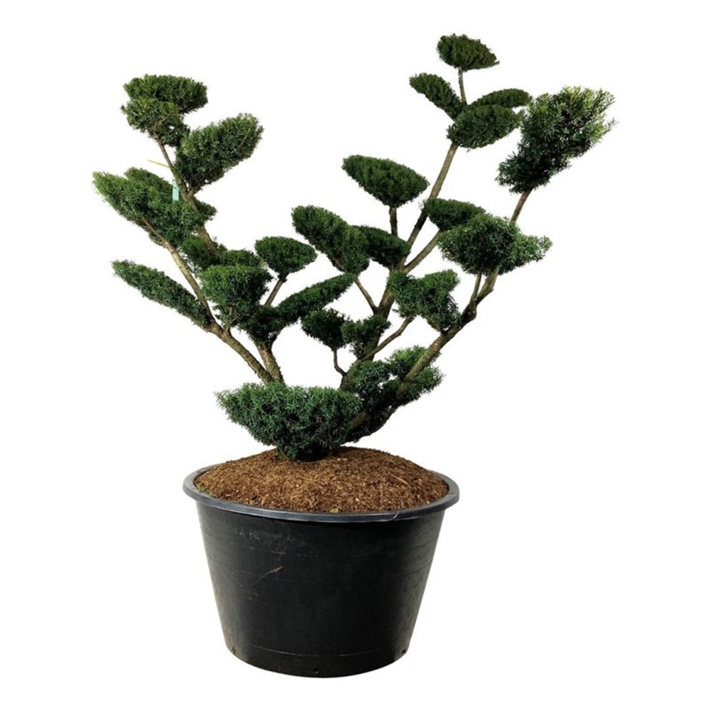 Taxus media 'Farmen'.