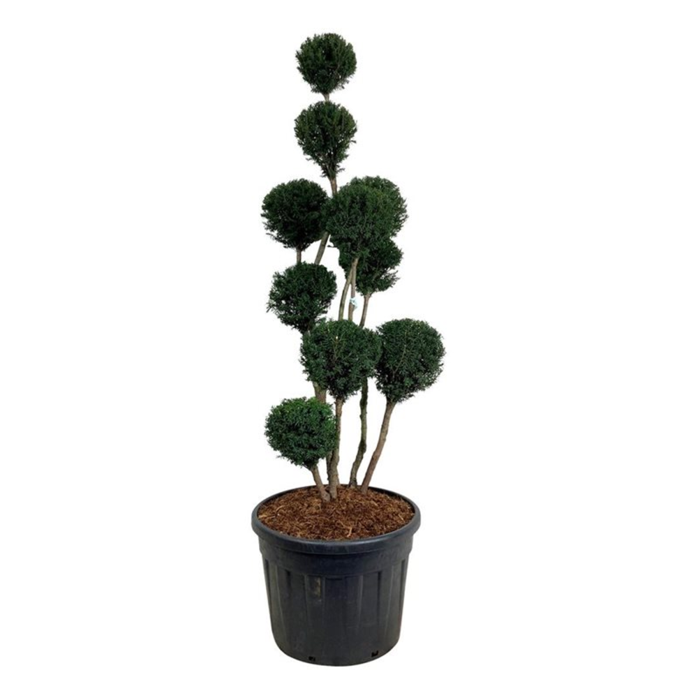 Taxus media 'Brownii'.