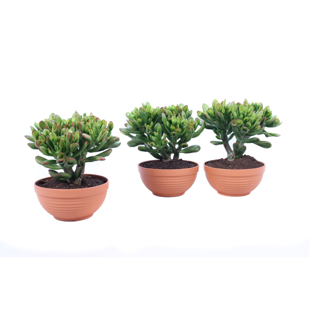 Crassula gollum sunset schaal 17 cm.