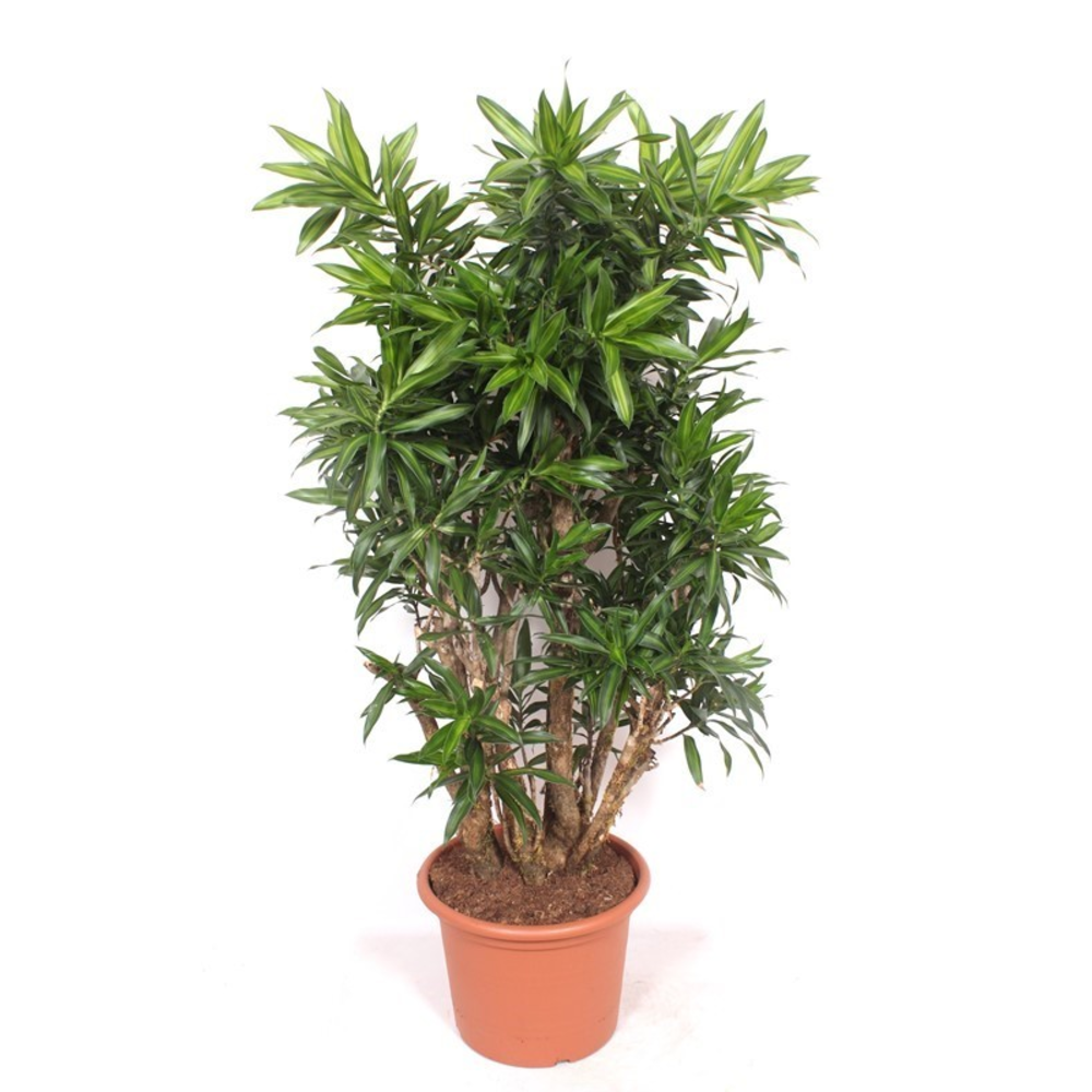 Dracaena Song of Jamaica.