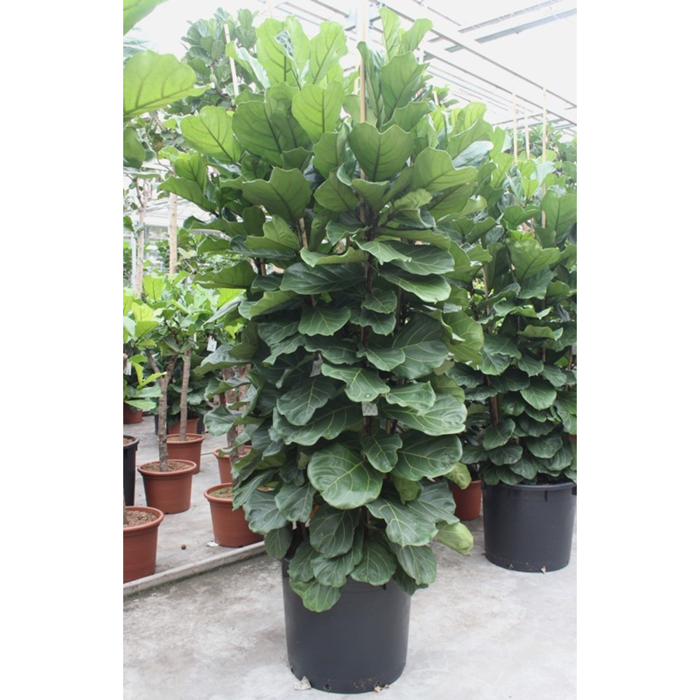 Ficus Lyrata 6 per pot.