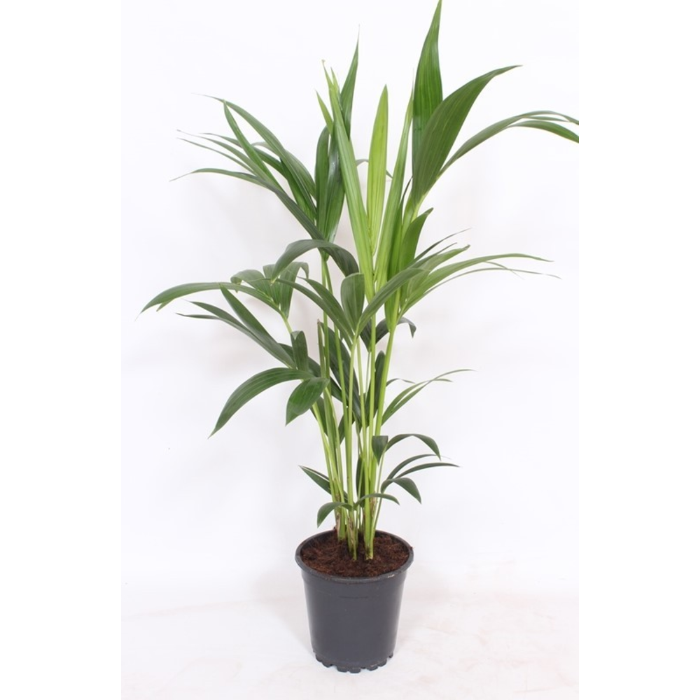 Howea forsteriana 4 per pot.