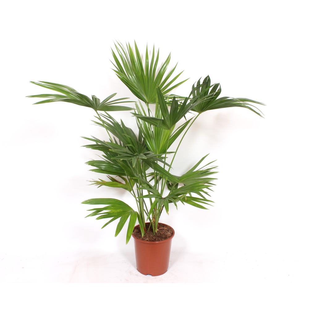 Livistona chinensis.