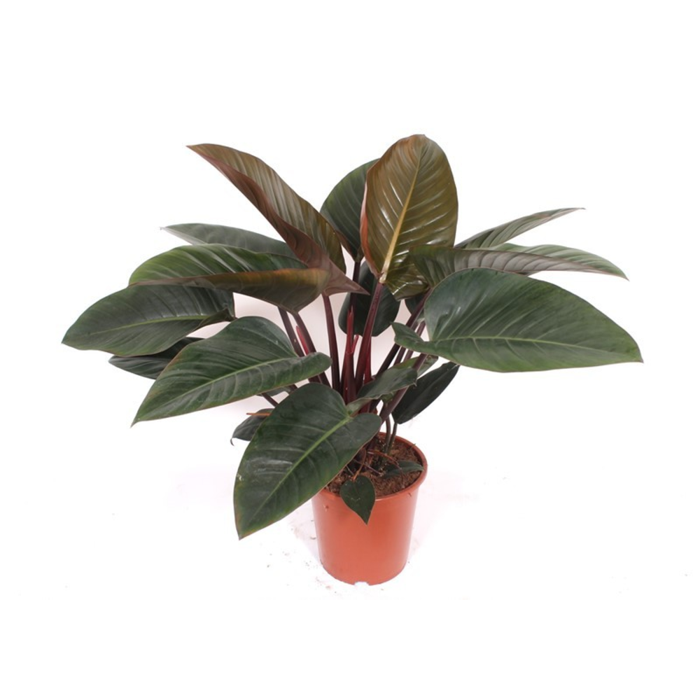 Philodendron Congo Red.