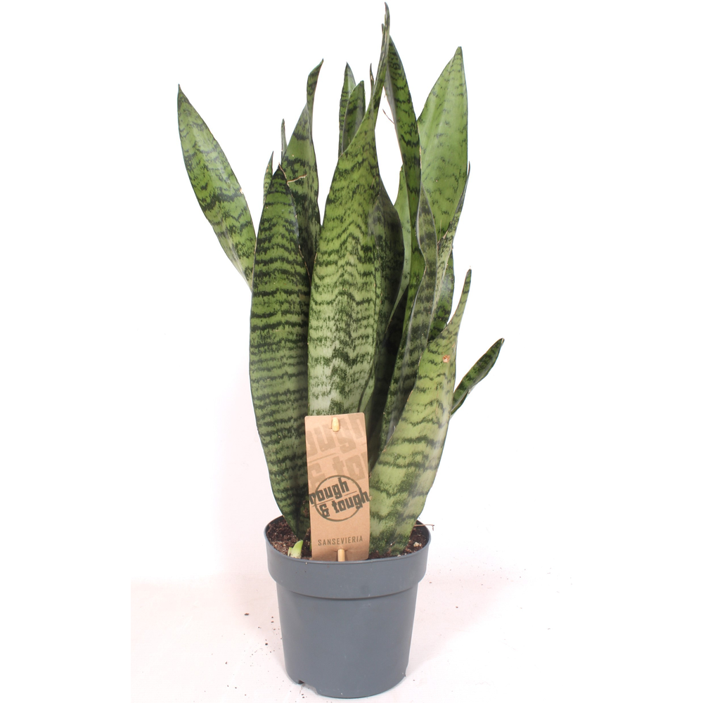 Sansevieria zeylanica XL.