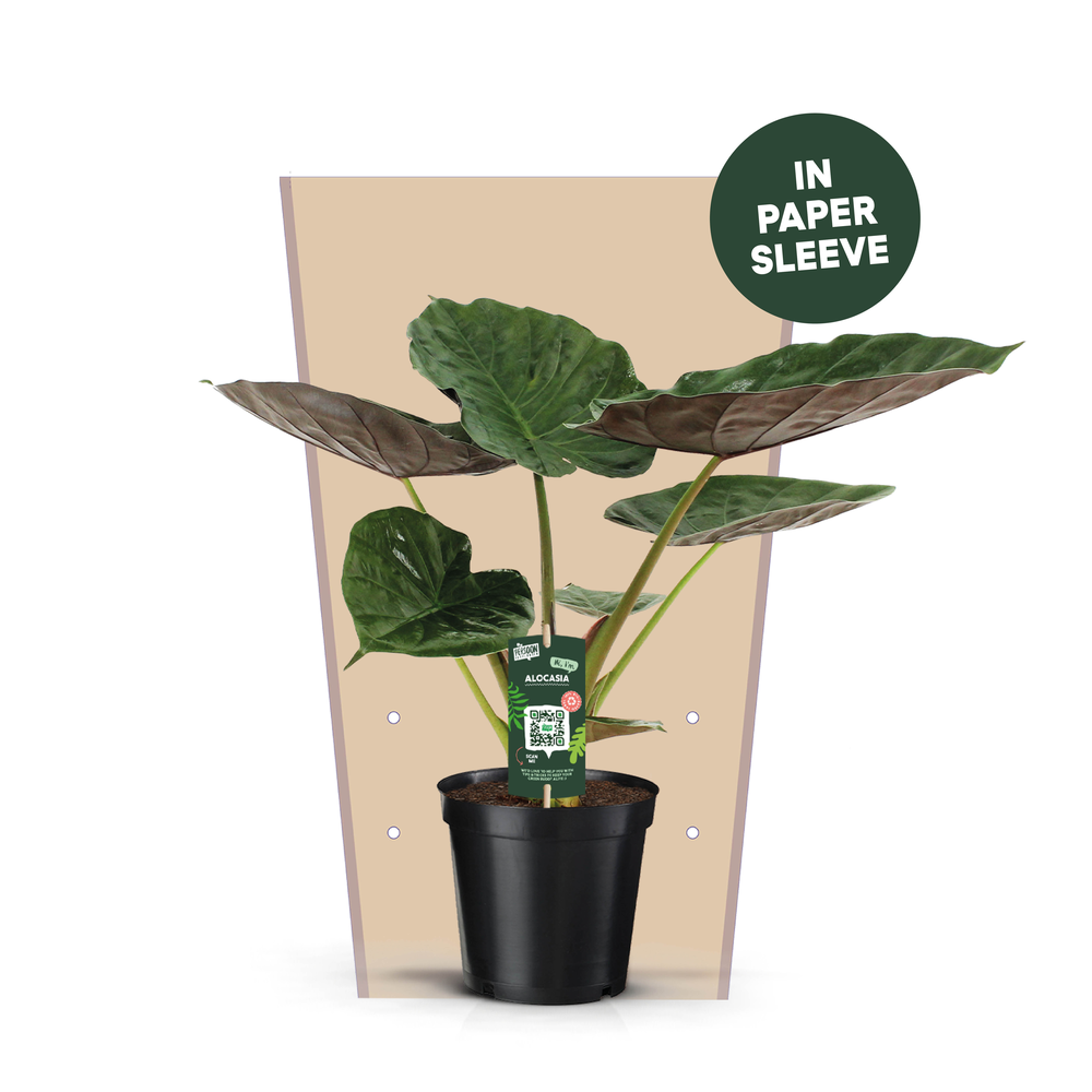Alocasia Wentii Papieren Hoes.