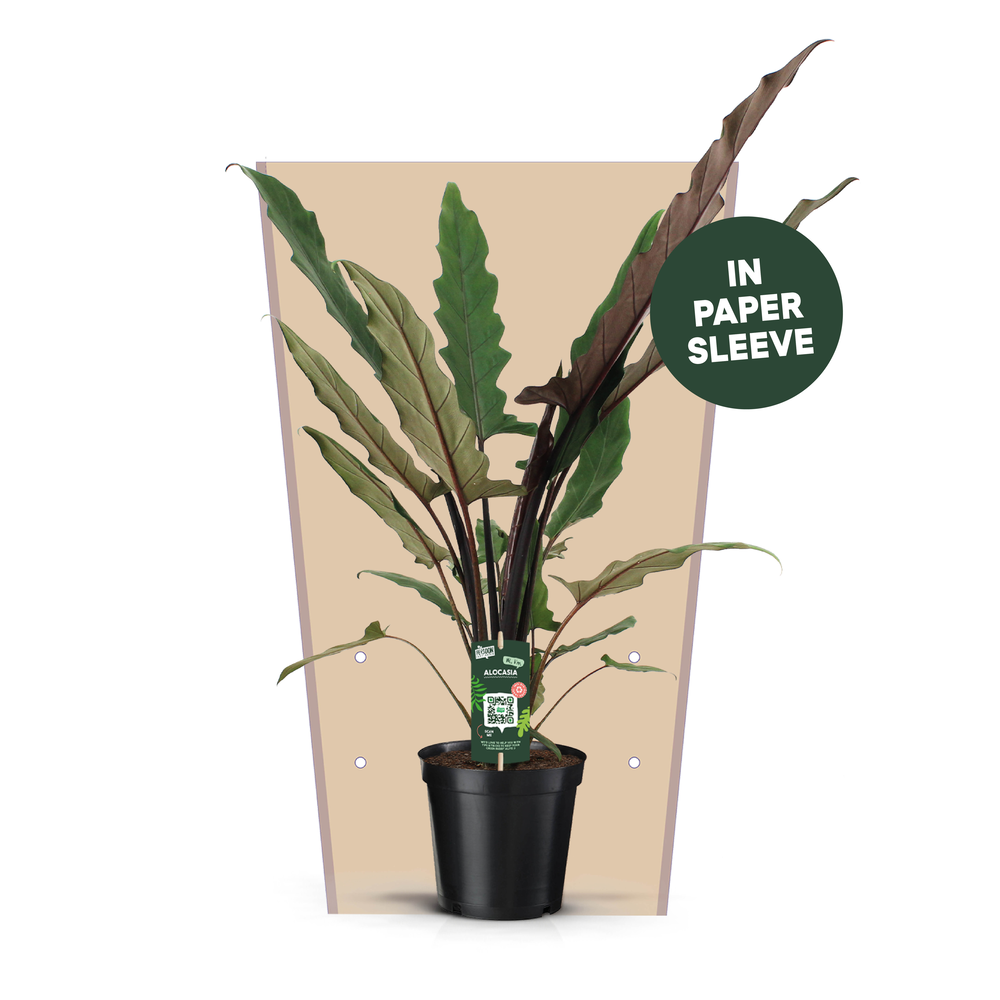 Alocasia Lauterbachiana Papieren Hoes.