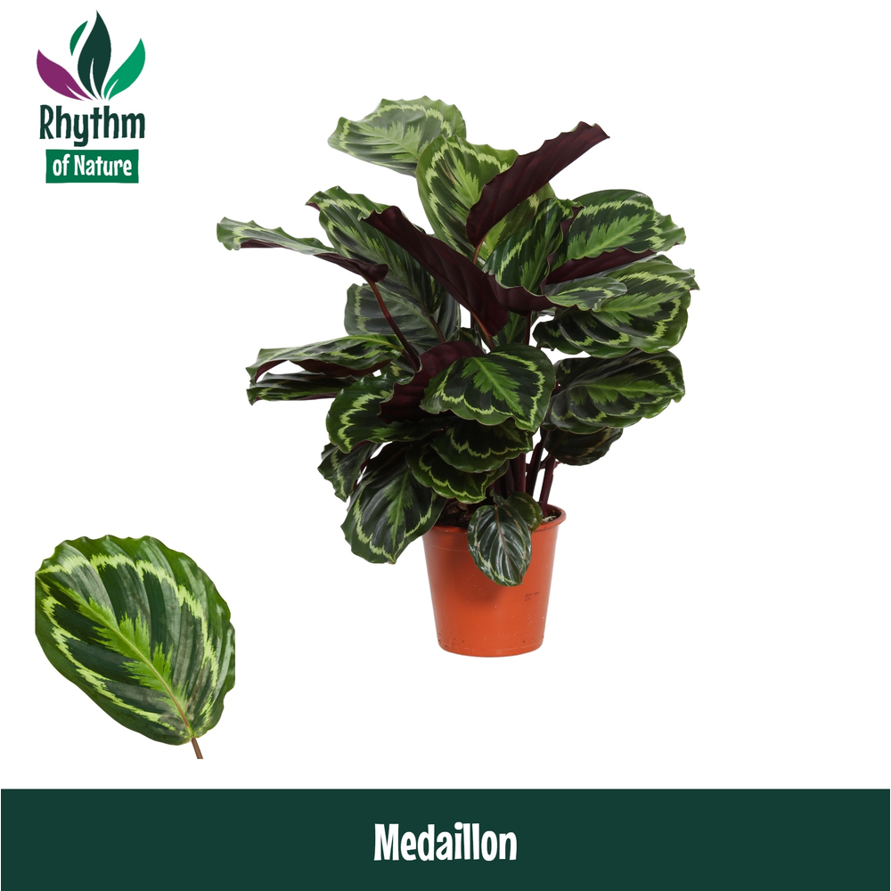 Calathea 19cm Medaillon Rhythm of Nature.