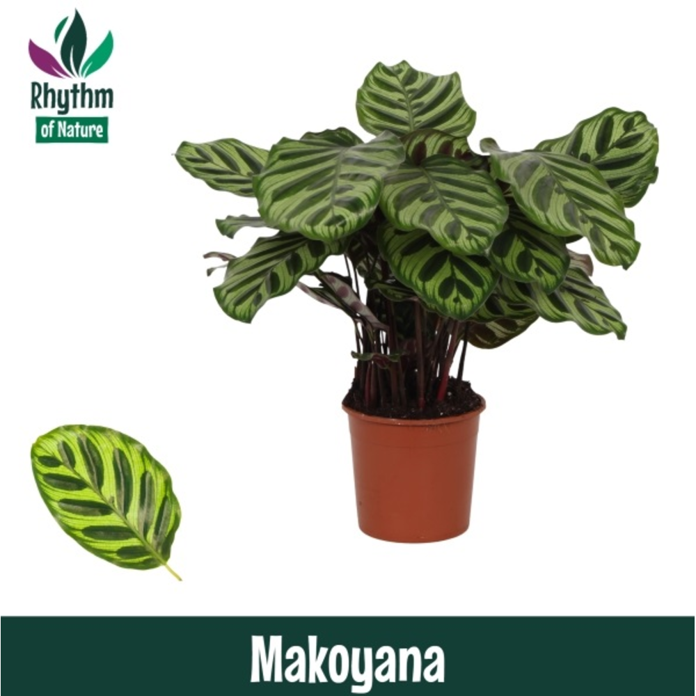 Calathea 14cm Makoyana Rhythm of Nature.