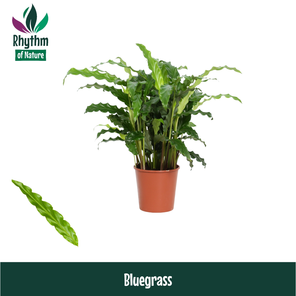 Calathea 12cm Bluegrass Rhythm of Nature.