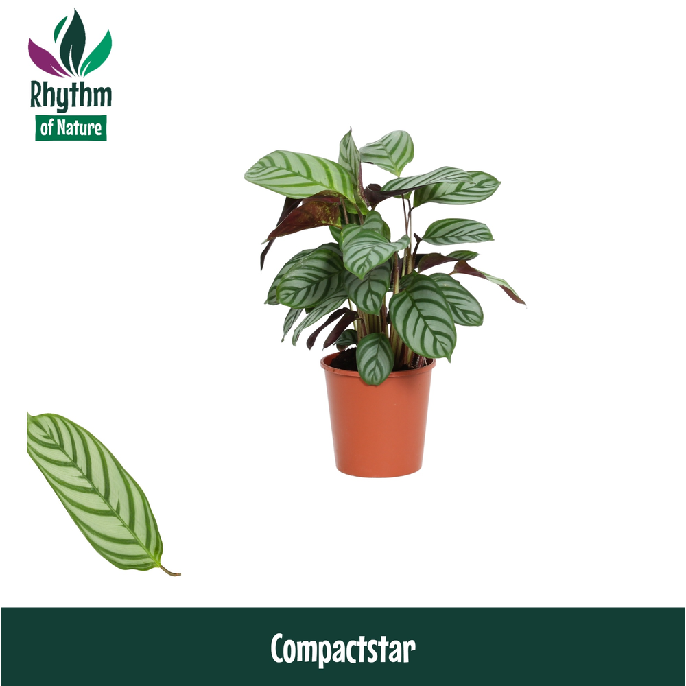 Calathea 12cm Compactstar Rhythm of Nature (Ctenan.