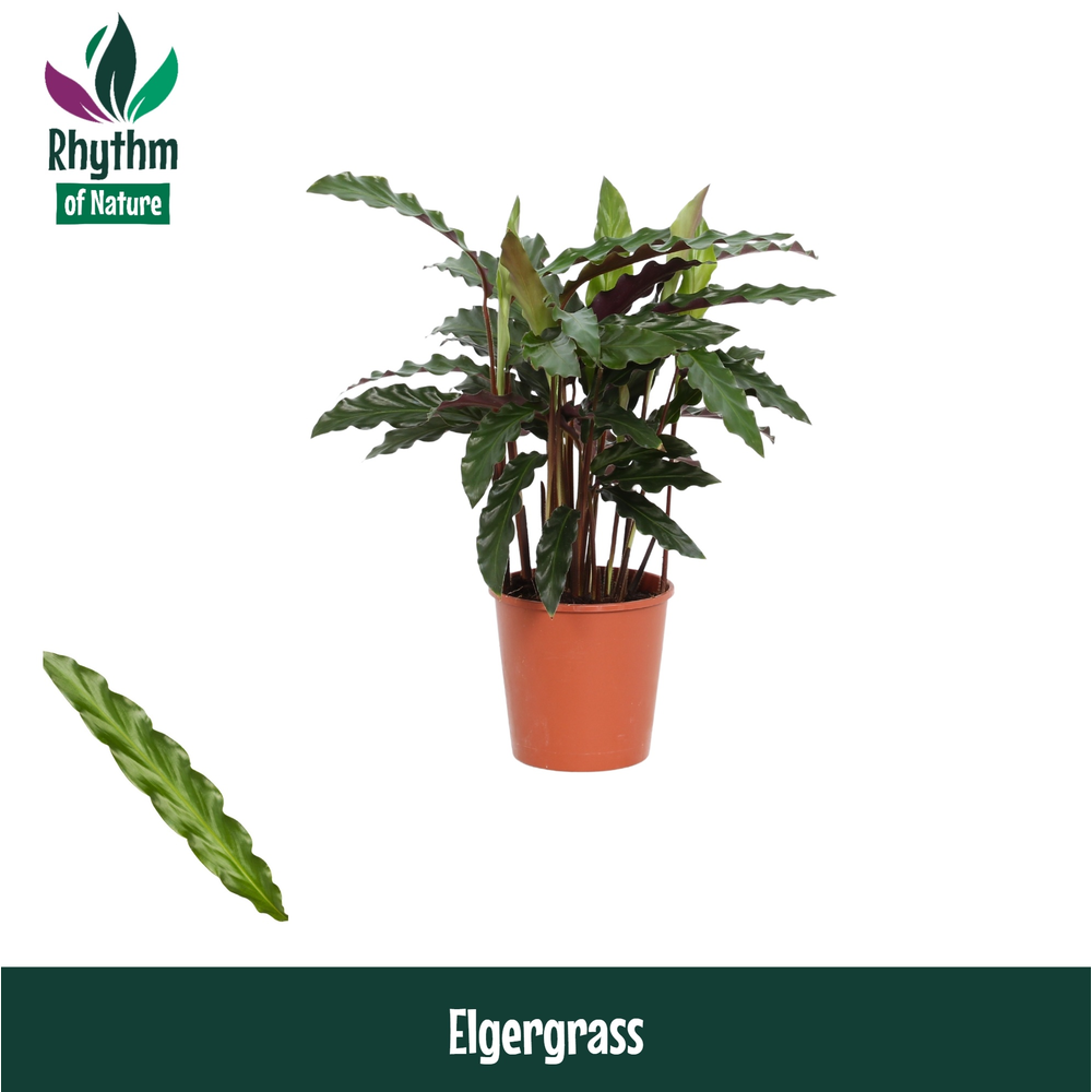 Calathea 12cm Elgergrass Rhythm of Nature.