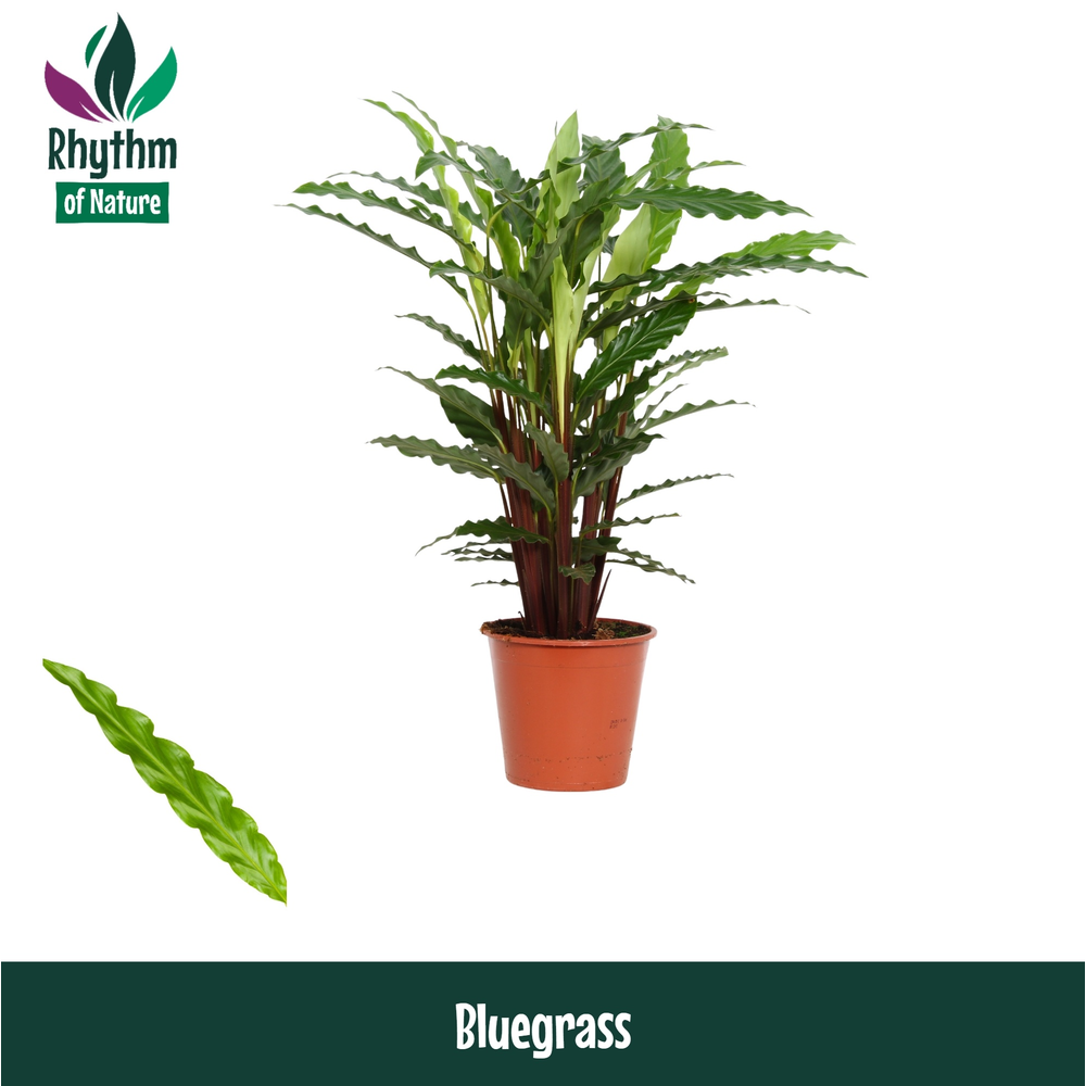 Calathea 17cm Bluegrass Rhythm of Nature.