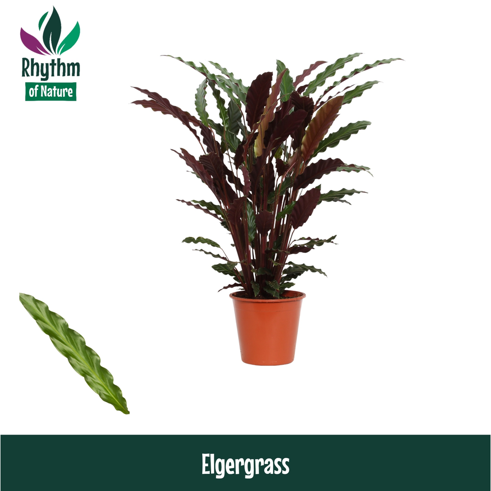 Calathea 17cm Elgergrass Rhythm of Nature.
