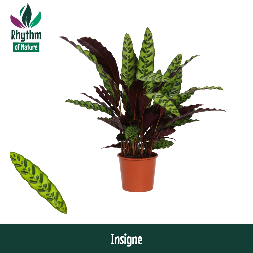Calathea 17cm Insigne Rhythm of Nature (Lancifolia.