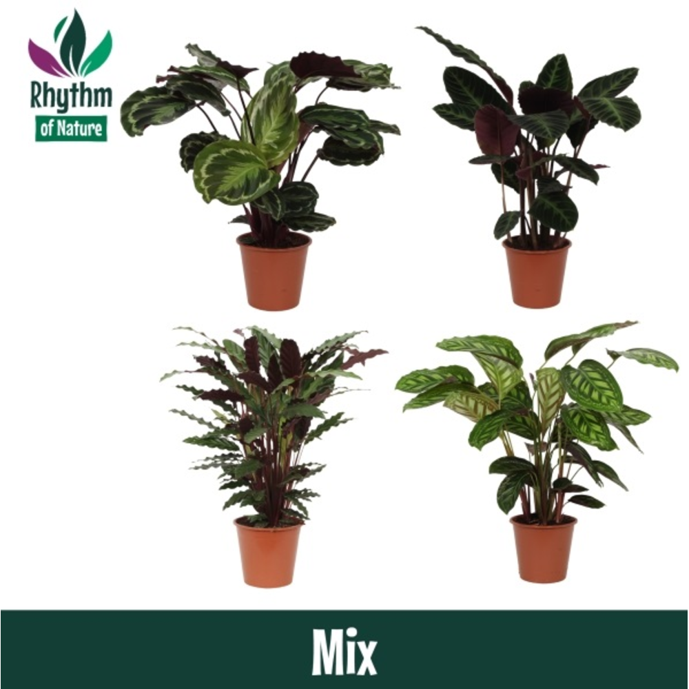 Calathea 19cm gemengd Rhythm of Nature.