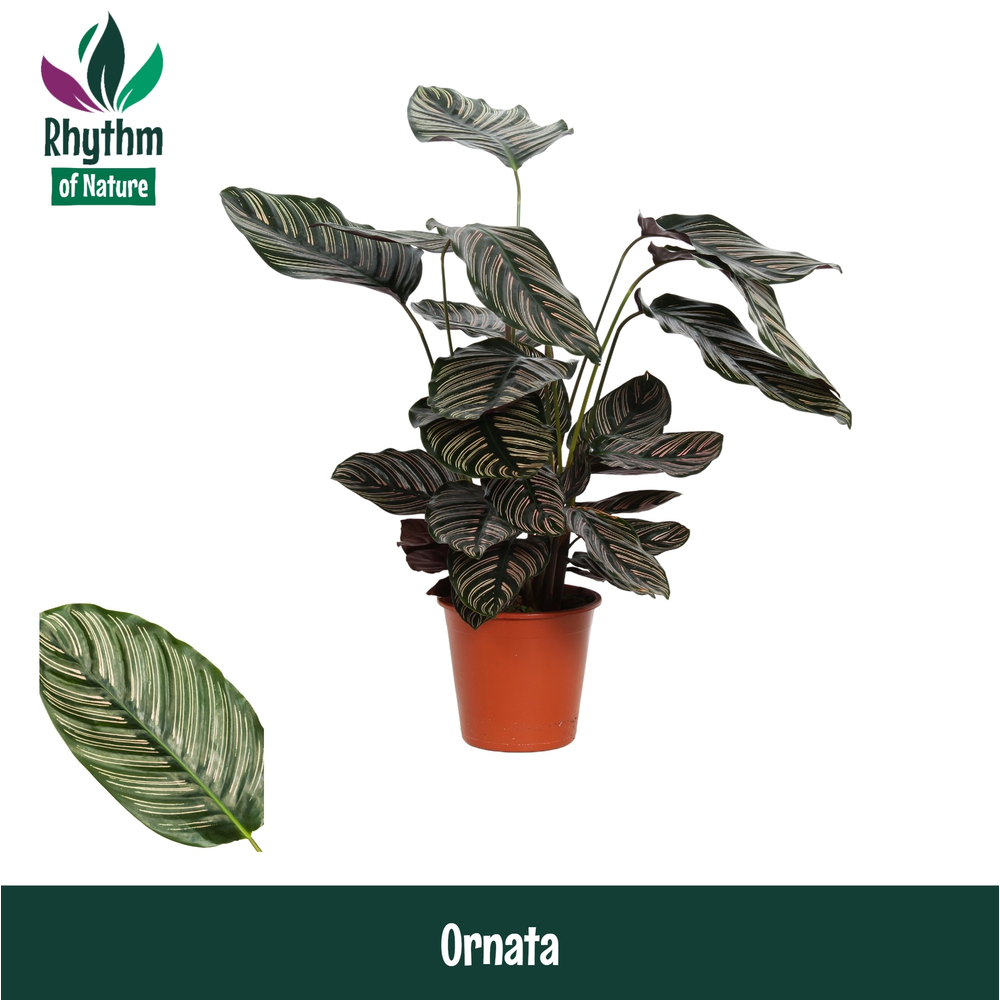 Calathea 19cm Ornata Rhythm of Nature.