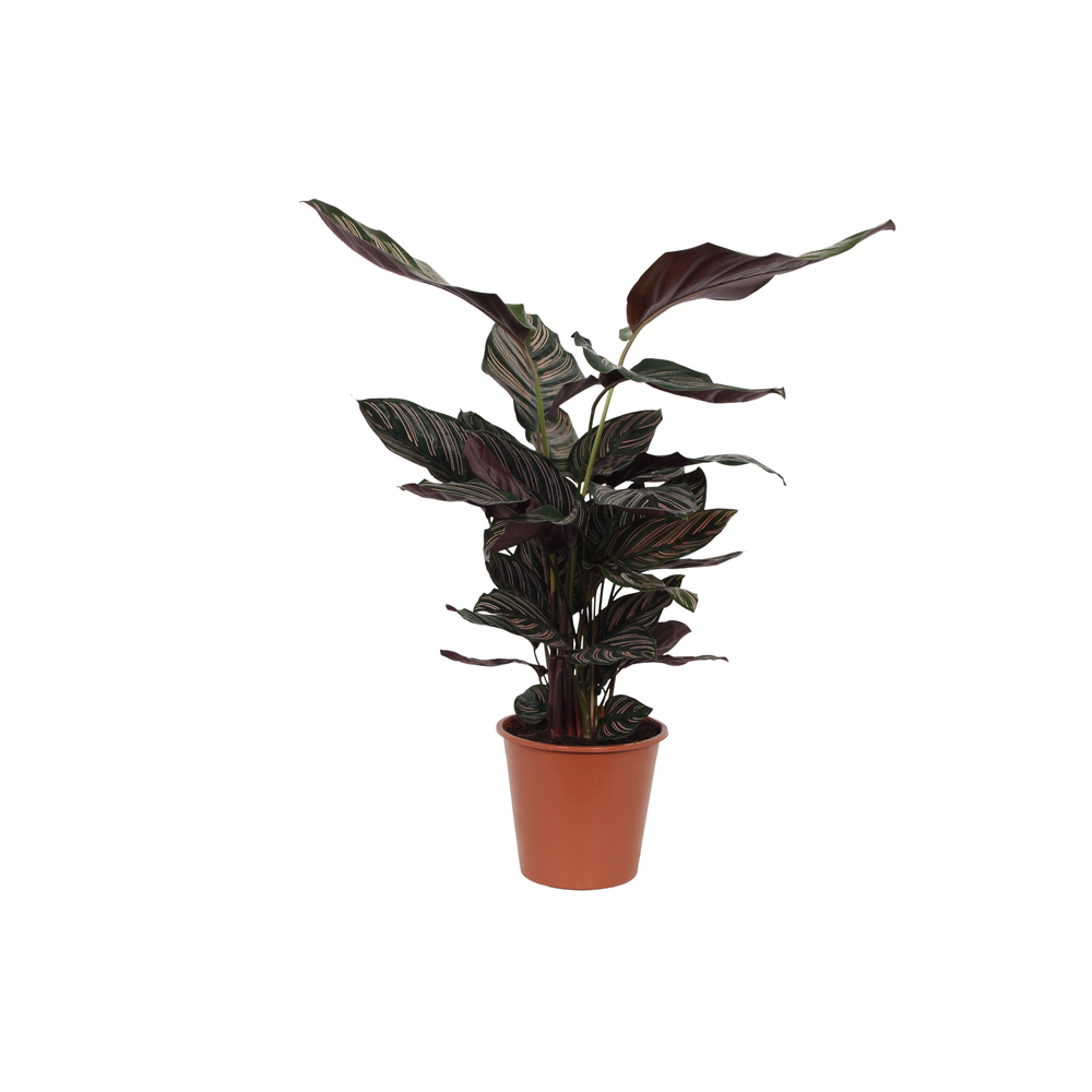 Calathea 19cm Ornata Rhythm of Nature zonder hoes.