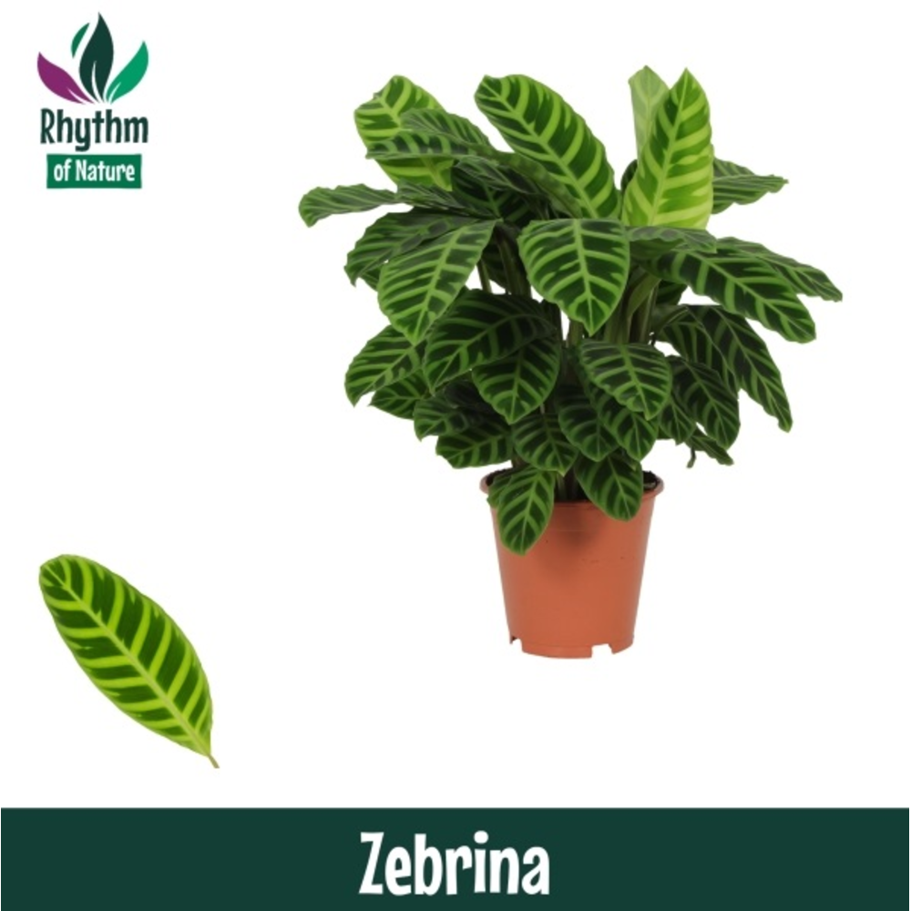 Calathea 19cm Zebrina Rhythm of Nature.