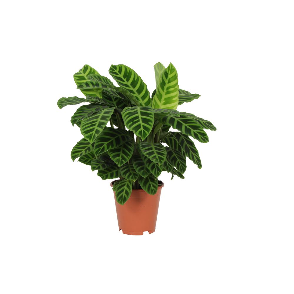 Calathea 19cm Zebrina Rhythm of Nature zonder hoes.