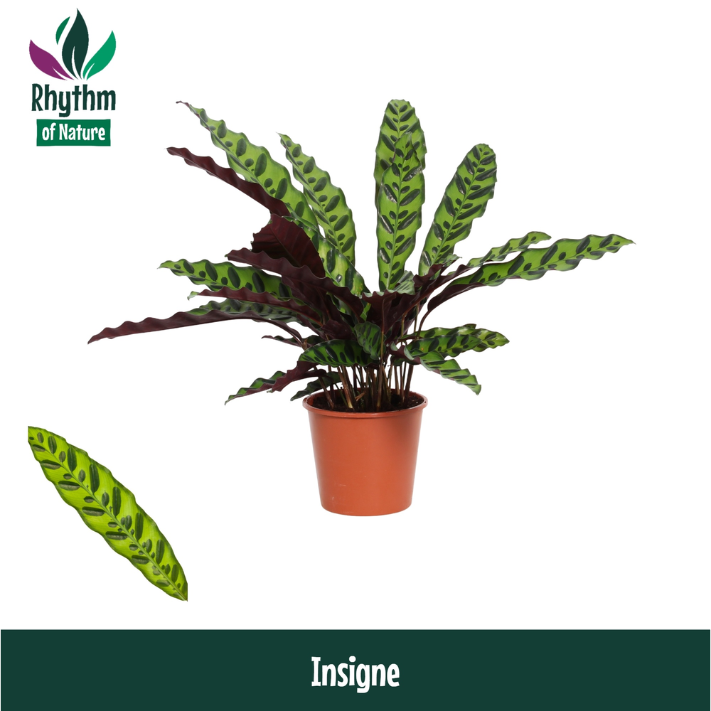 Calathea 14cm Insigne Rhythm of Nature (Lancifolia.