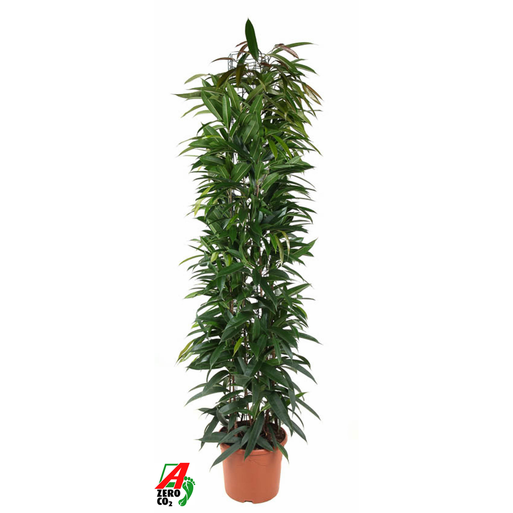 Ficus Alii king zuil P32 (NO GAP).