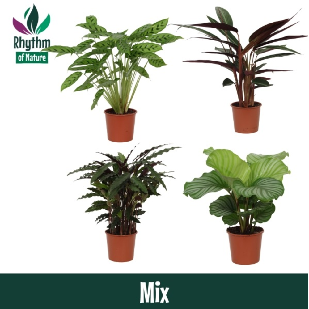 Calathea 17cm gemengd Rhythm of Nature.