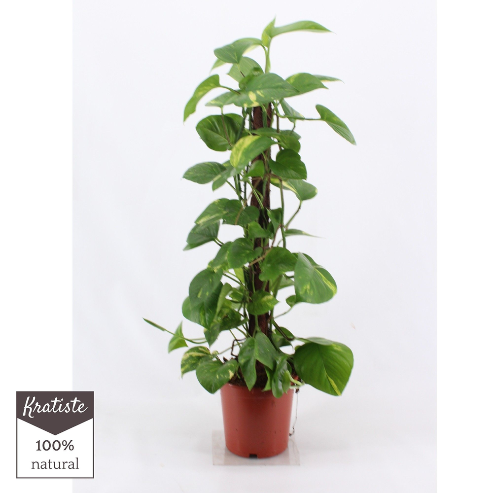 Epipremnum aureum 80 cm Kratiste klimstok.