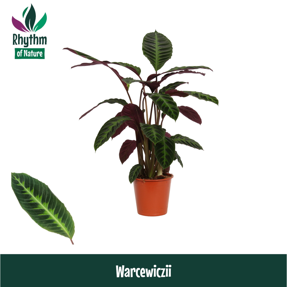 Calathea 19cm Warcewiczii Rhythm of Nature.