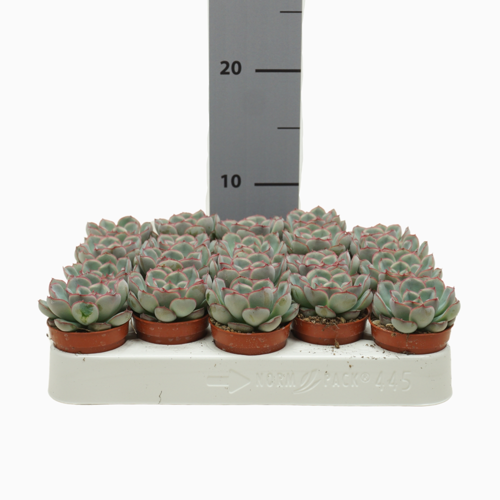 Echeveria hercules 5,5 cm.