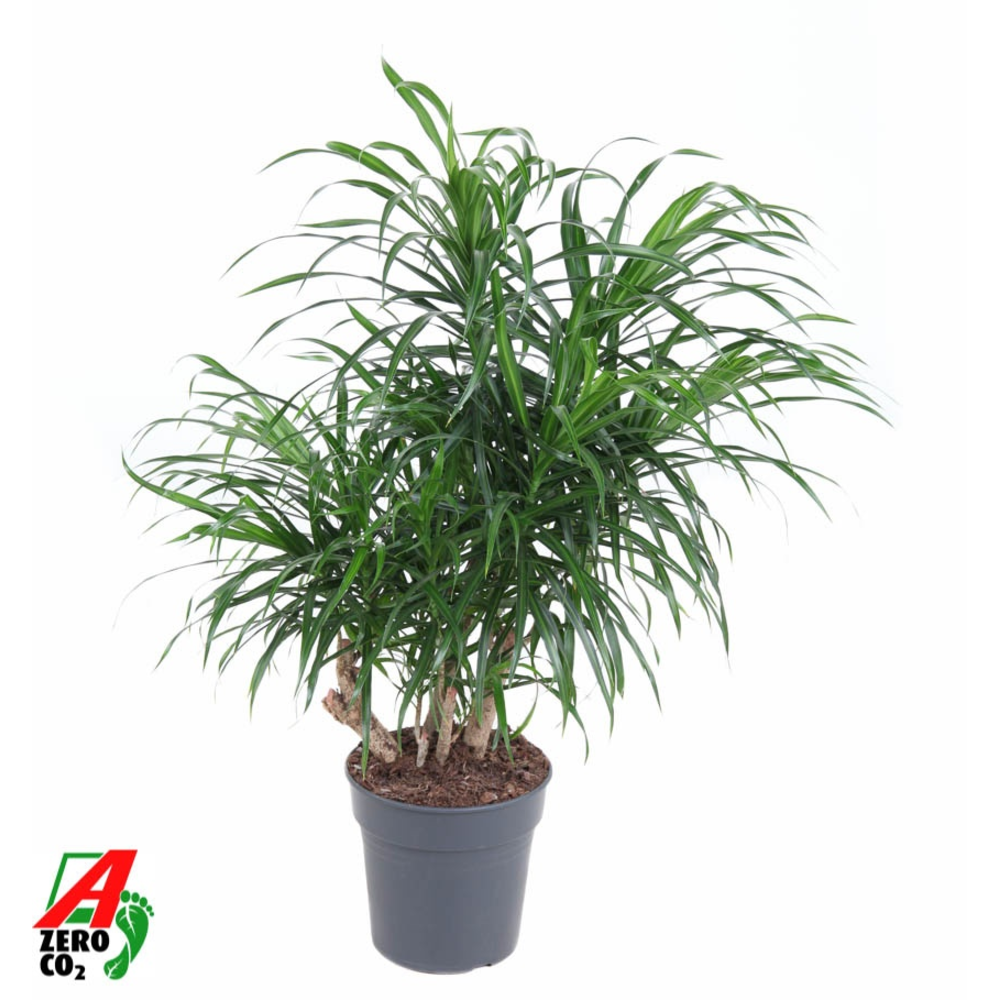 Dracaena Anita variegata vertakt P21.