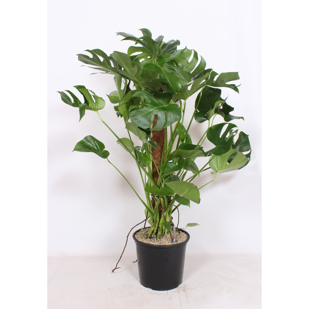 Monstera deliciosa.