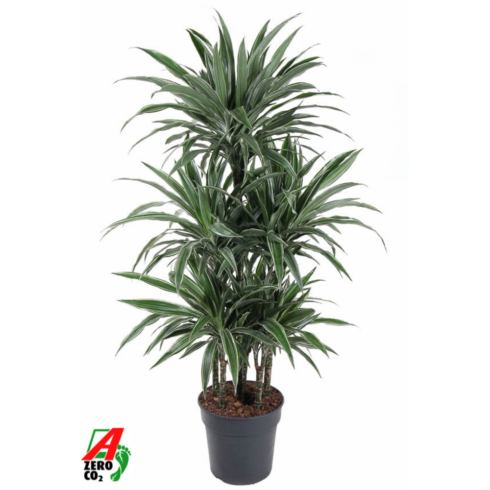 Dracaena Warneckei 90-carrousel.