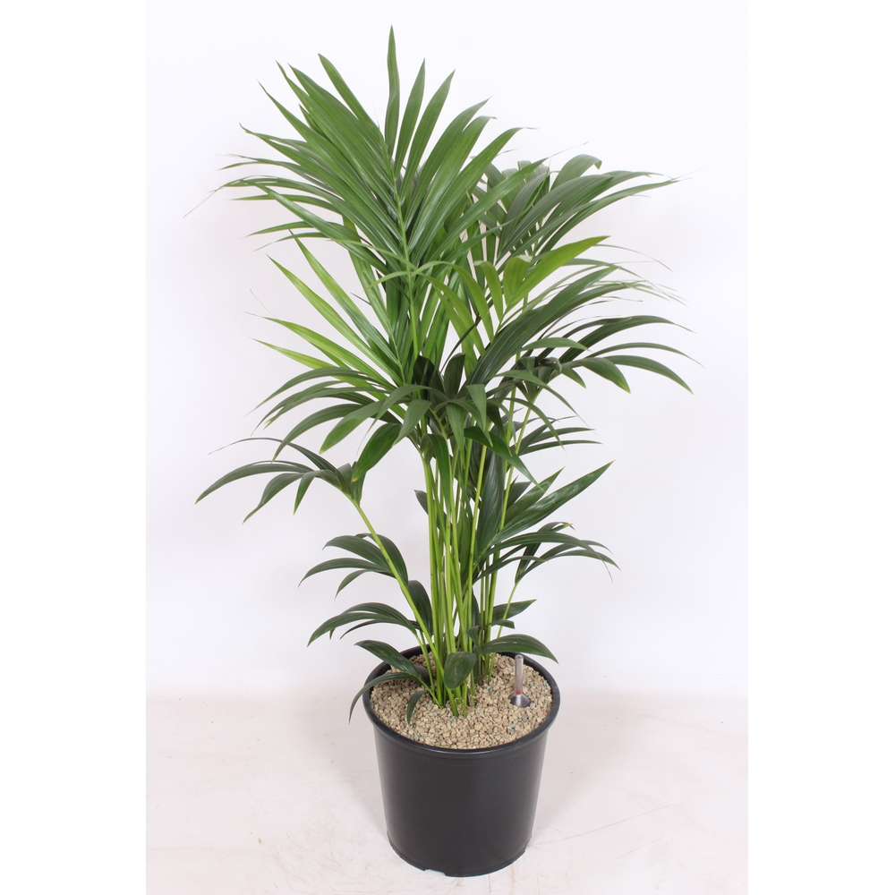Howea forsteriana 6 per pot.