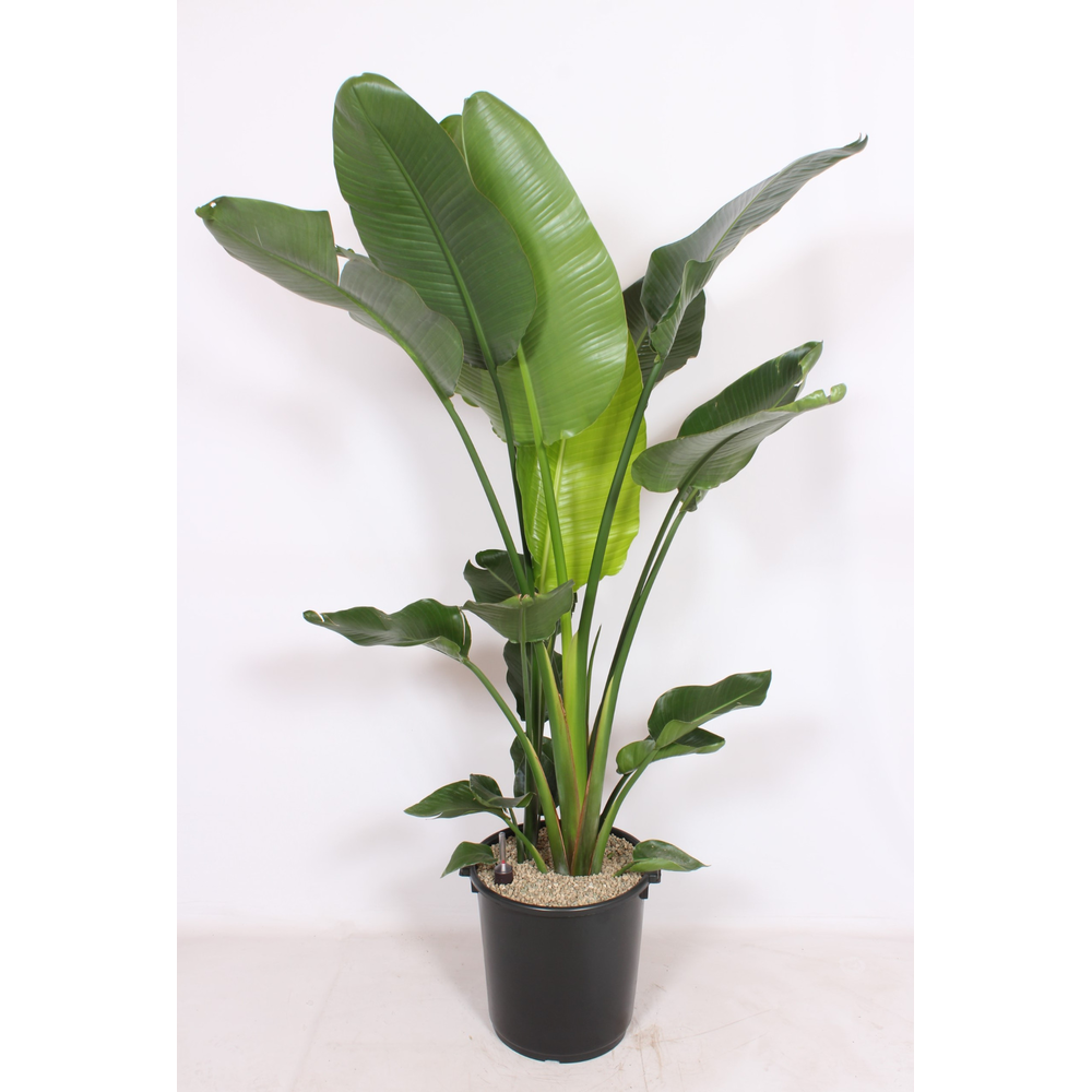 Strelitzia nicolai.