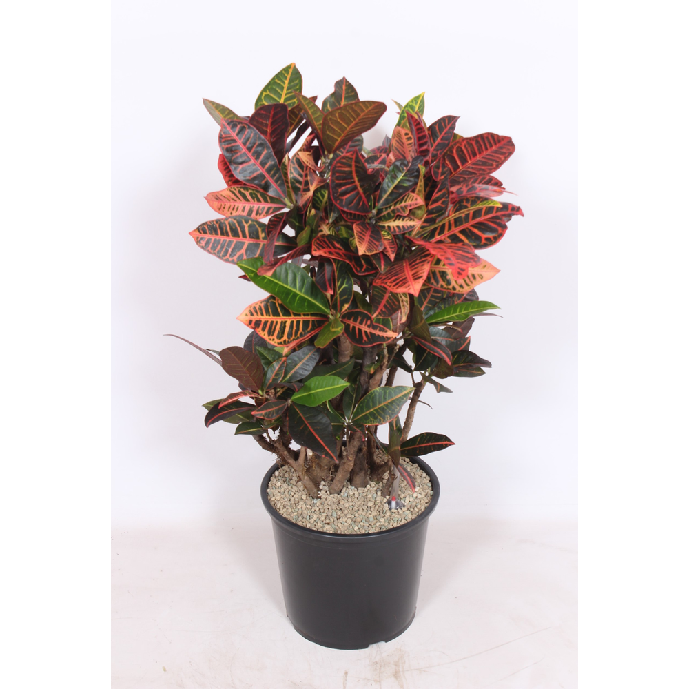 Codiaeum Petra (Croton Petra).